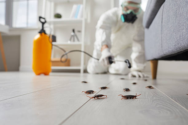 Affordable Termite Control solutions in Bono, AR